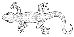 logo gecko-trans-small.png